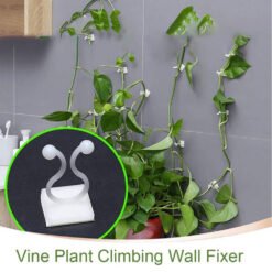 vine plant climbing wall fixer
